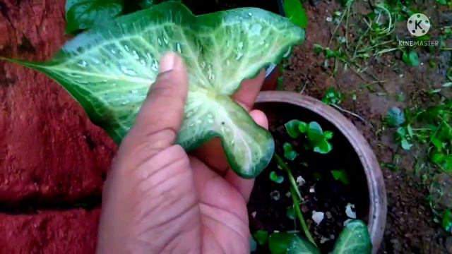 my caladium collections..