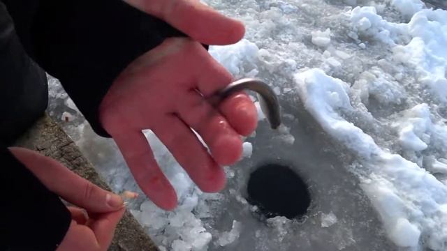 Огуречные дни. Корюшка на Финском заливе // SelFish