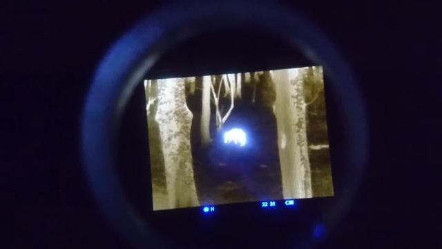 Sau an der Kirrung (abgefilmt vom Pulsar Quantum HD38S Display (Wärmebildgerät / Thermal Vision) смотреть онлайн