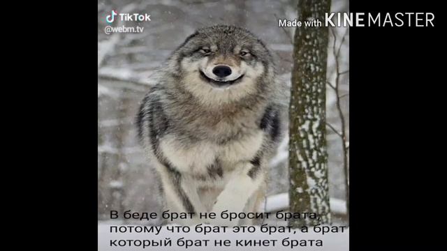 БОЛЬШАЯ ПОДБОРКА МЕМОВ ПРО ВОЛКОВ | ПАЦАНСКИЕ МЕМЫ | •DeadLine• смотреть онлайн