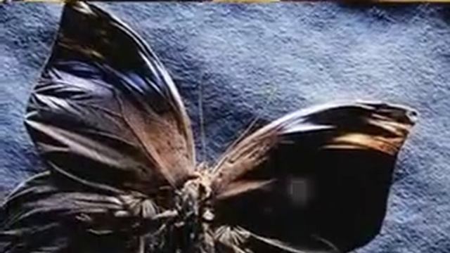 Цветы и бабочки.Удивительный мир. смотреть онлайн