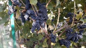 Достойный конкурент из Германии.Каберне кортис.Технический сорт винограда.