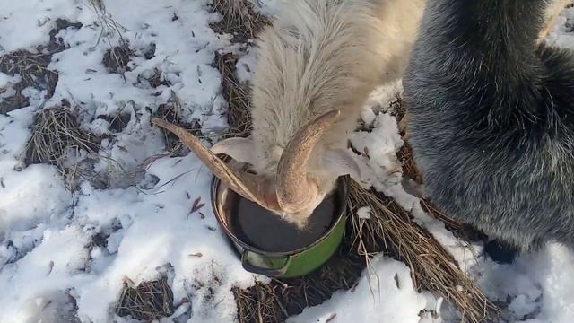 Как выглядят козы. В 4 месяца Беременности смотреть онлайн