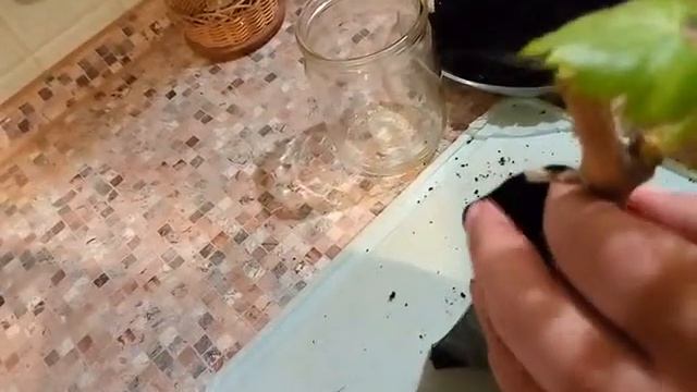 Посадка черенков винограда. Видео посадки в домашних условиях смотреть онлайн