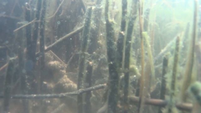 КАРАСИ ЕДЯТ мою КАШУ ПОДВОДНЫЕ СЪЁМКИ смотреть онлайн