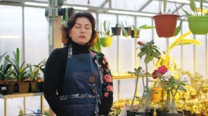 Когда Твои Адениумы Не Цветут...