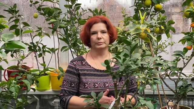 Не прививайте на Пандерозу если...... смотреть онлайн