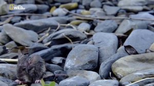 ДИКАЯ ПРИРОДА Дальнего Востока