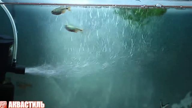 Аквариумная рыбка Тетрагоноптерус или Тетра плотвичка. Аквариумные рыбки. Аквариумистика. смотреть онлайн