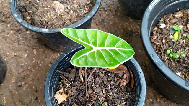 กระแสกำลังมา บอลดำสตูลกระดูกชมพู смотреть онлайн