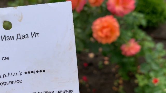 Роза Easy Does It/ Изи Даз Ит ? смотреть онлайн