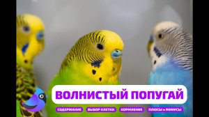 Волнистый попугай. Плюсы и минусы содержания