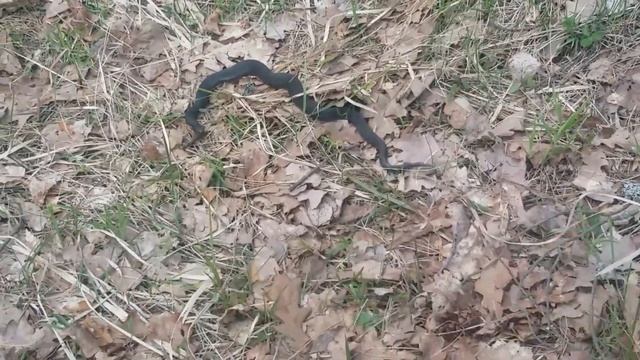 Встреча с гадюкой в лесу подмосковья смотреть онлайн