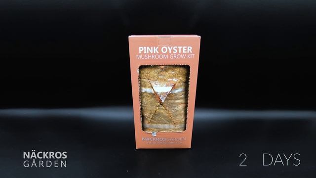Pink oyster mushroom timelapse смотреть онлайн