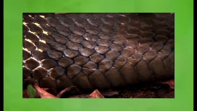 Как спариваются КОРОЛЕВСКИЕ КОБРЫ? 2tell смотреть онлайн