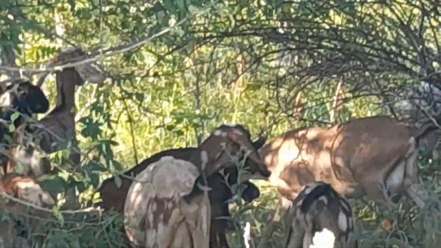 ферма from G.E. предлагаем молодняк т.89897680128 смотреть онлайн