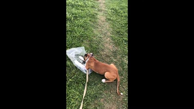 Фиеста немецкий боксёр 3 месяца. Fiesta German boxer 3 months. смотреть онлайн