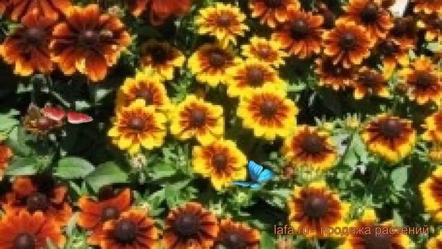 Рудбекия хирта Микс ? хирта рудбекия Микс обзор: как сажать, семена рудбекии Микс смотреть онлайн