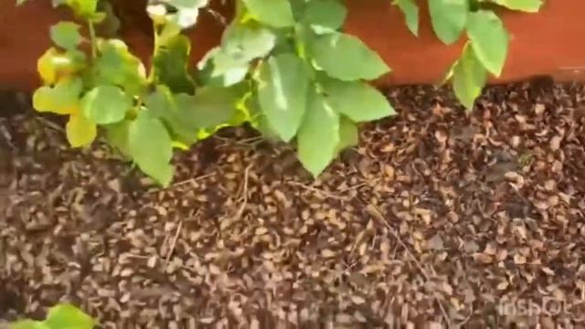 Кедровый отлёт как мульча смотреть онлайн