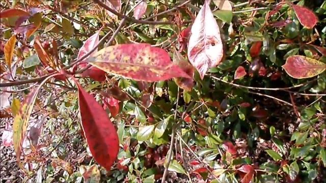 Red Robin or the Photinia or red and green fire shrub смотреть онлайн