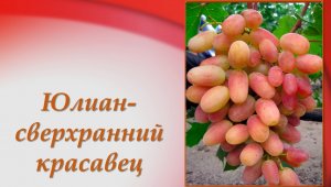 Юлиан- виноград.