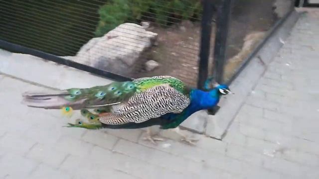 Как кричат павлины