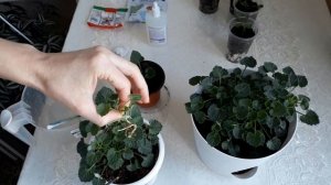 КАМПАНУЛА  Как размножаю и ухаживаю