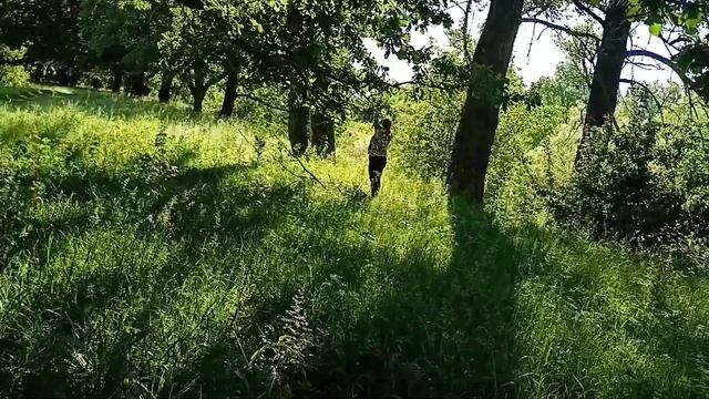 Заготовка дубовых веников на зиму смотреть онлайн