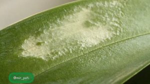 ОЖОГ НА ЛИСТЬЯХ ОРХИДЕИ!ЧТО ДЕЛАТЬ?