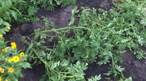 Надламываем ботву у картофеля.