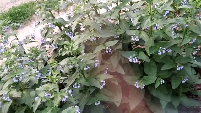 Необычное растение Окопник!!! Красивое и полезное растение!!! смотреть онлайн