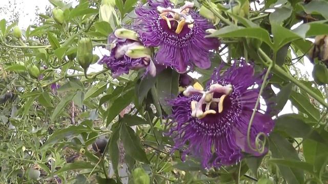 Пассифлора (индиго) продолжает цвести смотреть онлайн