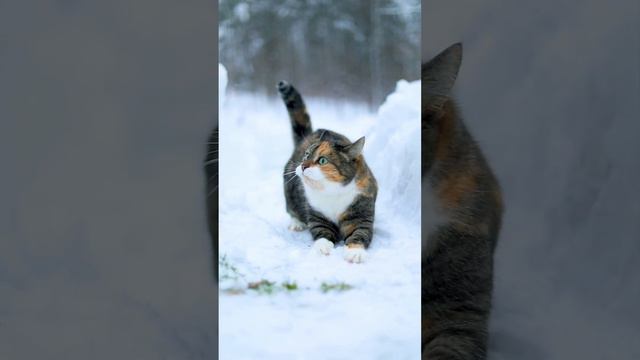 Снежный кот смотреть онлайн