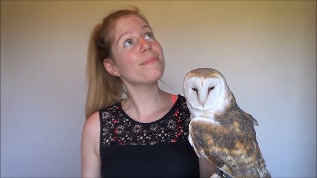 Owls catching & devouring cats! смотреть онлайн