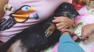 ? ? ? ^ ЧТО ЛУЧШЕ ОДНОЙ ТАКСЫ? ТОЛЬКО ТРИ ТАКСЫ! Как подстричь ТАКСЕ когти?