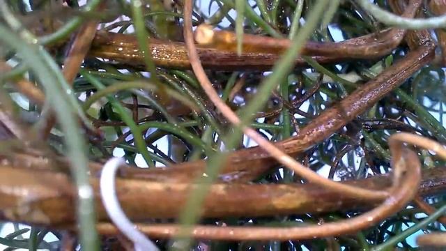 ОРХИДЕЯ ДЕНДРОБИУМ В ГНЕЗДЕ Тилландсии Уснеевидной. Dendrobium in the nest. Доминикана смотреть онлайн