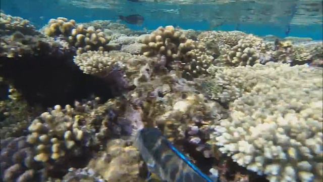 Видео с Красного моря - отель Шератон. Шарм Эль Шейх смотреть онлайн