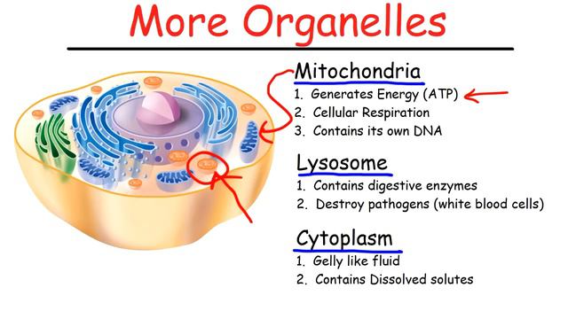 Biology - Intro To Cell Structure - Quick Review!