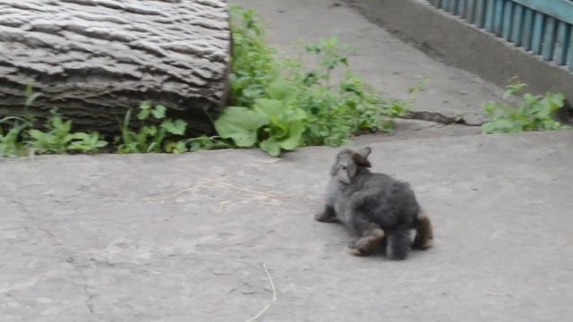 Прикольное видео Кролик ходит, а не прыгает смотреть онлайн