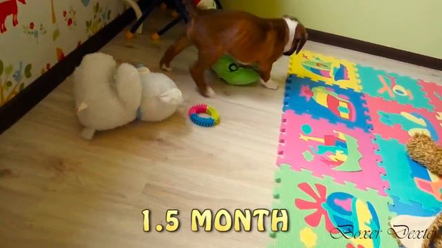 Boxer Dexter 1.5 month / Щенок боксера Dexter 1.5 месяца смотреть онлайн