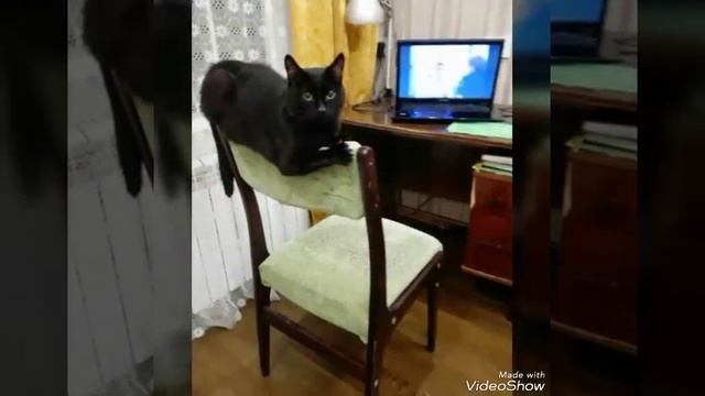 Смешные фотки про животных смотреть онлайн