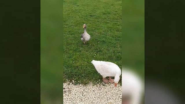 Два весёлых гуся. Один белый, другой серый смотреть онлайн