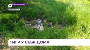 Тигр напал на женщину в Приморье