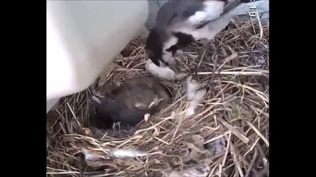 ハクセキレイのチビ助5号（セキ助とモミ子の子） - 卵から巣立ちまでの記録 смотреть онлайн