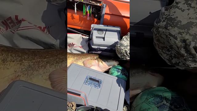 Сом на 32 кг смотреть онлайн