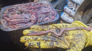 Как ловить выползков