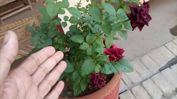 Black rose beauty and health benefits. How to grow black roses. Tea rose perfume plant in garden