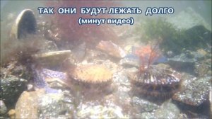 Как плавают ракушки. Убегающие от морских звезд гребешки.