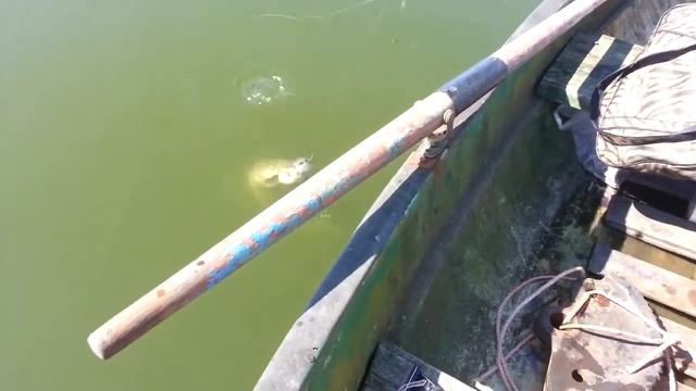 Угорь 2кг / Речной угорь /Ловля угря / Ell \ рыбалка на угря