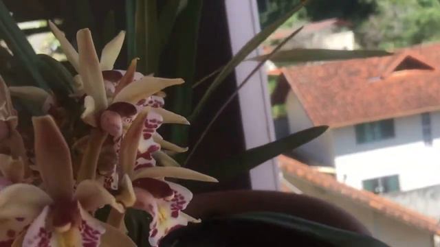 #cymbidium  Sinense #orquideas  Bege-9